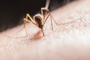 uczulenie na komary